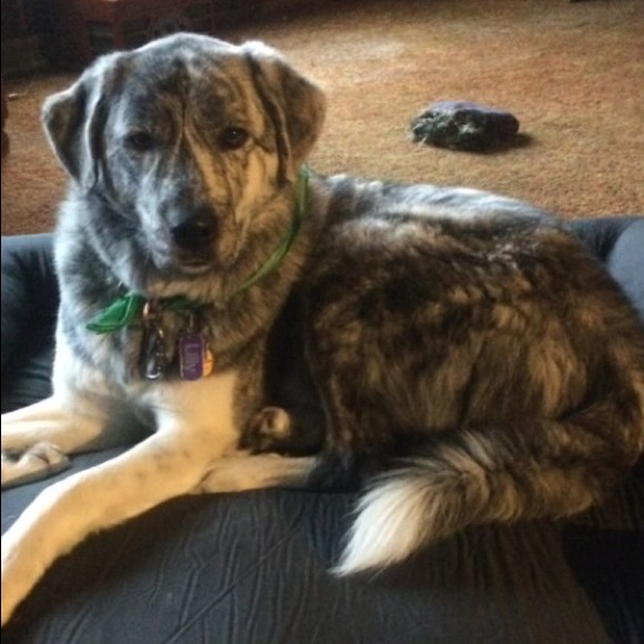 Meet your Posher, Katie - Picture 1 of 1